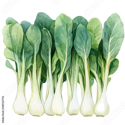 Bok Choy, watercolor illustration vector, isolated on a white background.
