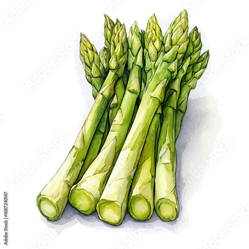 Asparagus, watercolor illustration vector, isolated on a white background.