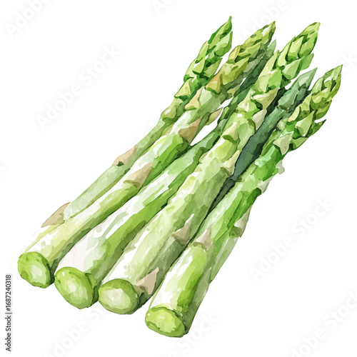 watercolor of Asparagus, vector, isolated on a white background.