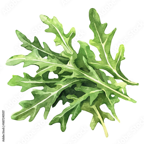 Arugula, watercolor drawing vector, isolated on a white background.