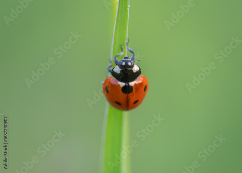 Seven-spot ladybird on green grass blade
