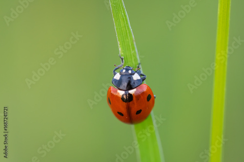 A macro top-down view of a bright red seven-spot ladybird resting on a thin green blade of grass with a softly blurred background.