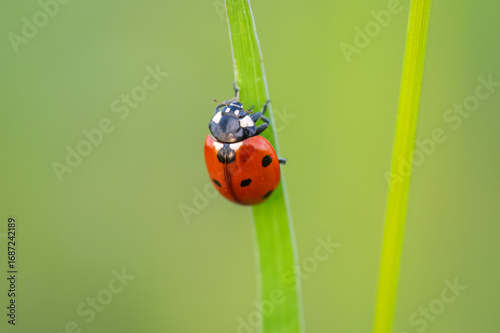 A macro top-down view of a bright red seven-spot ladybird resting on a thin green blade of grass with a softly blurred background.