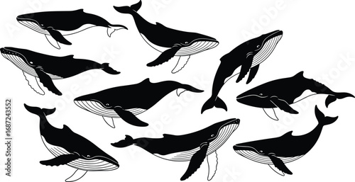 Black and white vector illustration of humpback whales in various swimming poses, showcasing marine wildlife, ocean life, aquatic mammal anatomy and movement