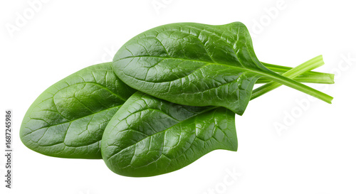 FARMING - Fresh green spinach leaves isolated on white background, healthy leafy vegetable perfect for cooking and salads