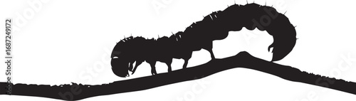 Silhouette of a caterpillar crawling on a curved branch in natural pose

