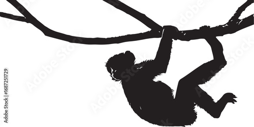 Silhouette of a monkey hanging from tree branches in natural pose

