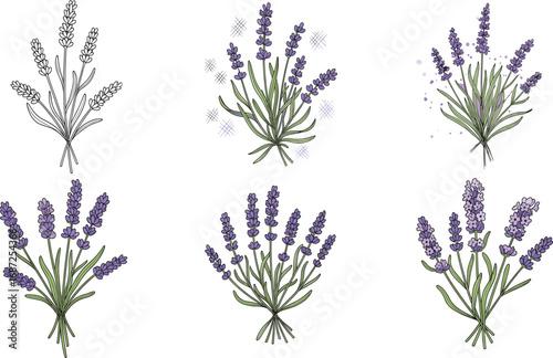 Lavender flower illustrations, purple herbal bouquet, fragrant garden plant, floral vector art, aromatic herb stems, nature botanical design, summer flower clipart