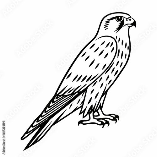 Illustration of a falcon with detailed feathers and sharp talons standing in a simple black outline style