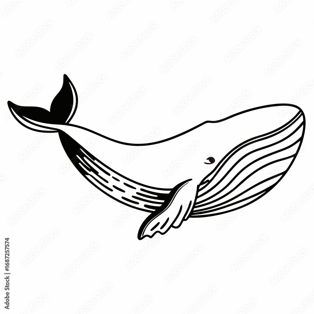 Fototapeta premium Illustration of a whale with black outlines swimming in the ocean with a white background view of the sea life