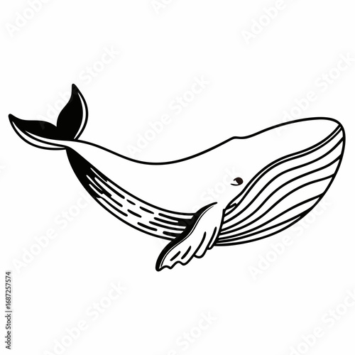 Illustration of a whale with black outlines swimming in the ocean with a white background view of the sea life