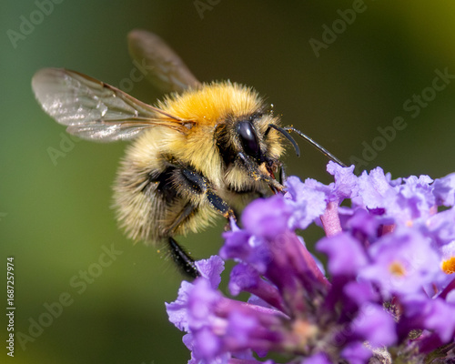 Macro image of a European honey bee on a buddleia