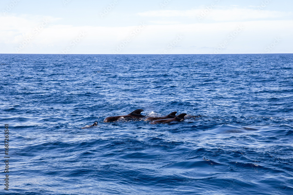 Fototapeta premium Pilot whales swimming in the ocean