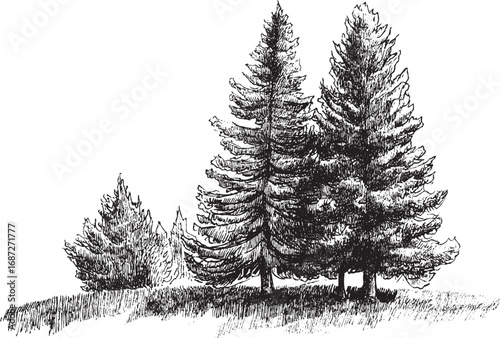 Christmas Tree illustration on a white background. This vector illustration can be used in any size you like for advertising, logos, and other work.