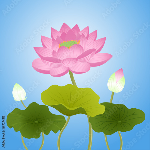 Lotus bud, lotus blossom, lotus leaf illustration design for decoration Buddhist holy day religious asia thailand