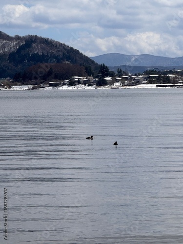 Ducks on Kawaguchiko