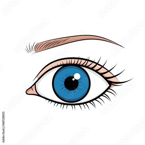 Cartoon Blue Eye with Eyelashes and Eyebrow Illustration