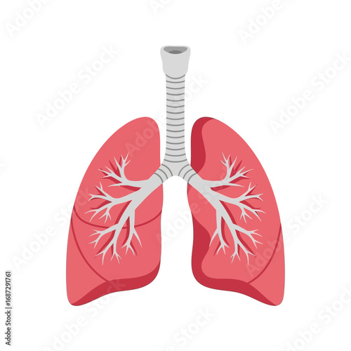 Simplified Anatomical Illustration of Human Respiratory System Lungs