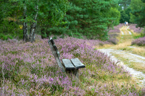 Holzbank inmitten der Heideblüte in der Lüneburger Heide