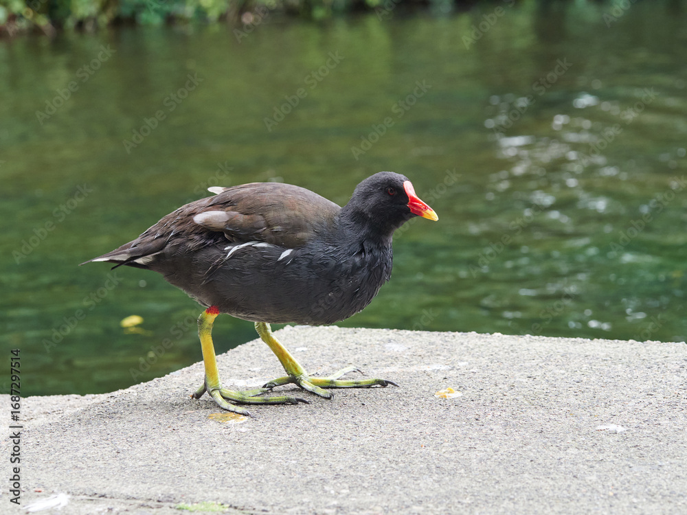 Fototapeta premium Gallinula chloropus in a public park. It is known in the UK as the Common Moorhen
