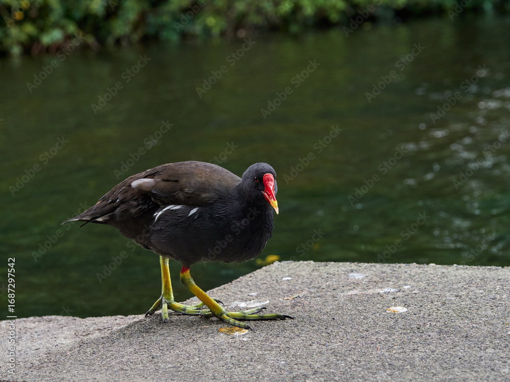 Fototapeta premium Gallinula chloropus in a public park. It is known in the UK as the Common Moorhen