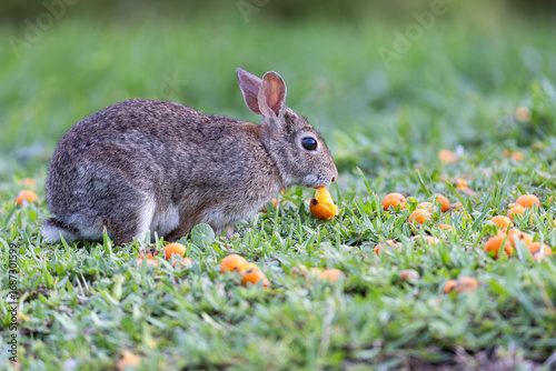 Eastern cottontail rabbit eating palm nut