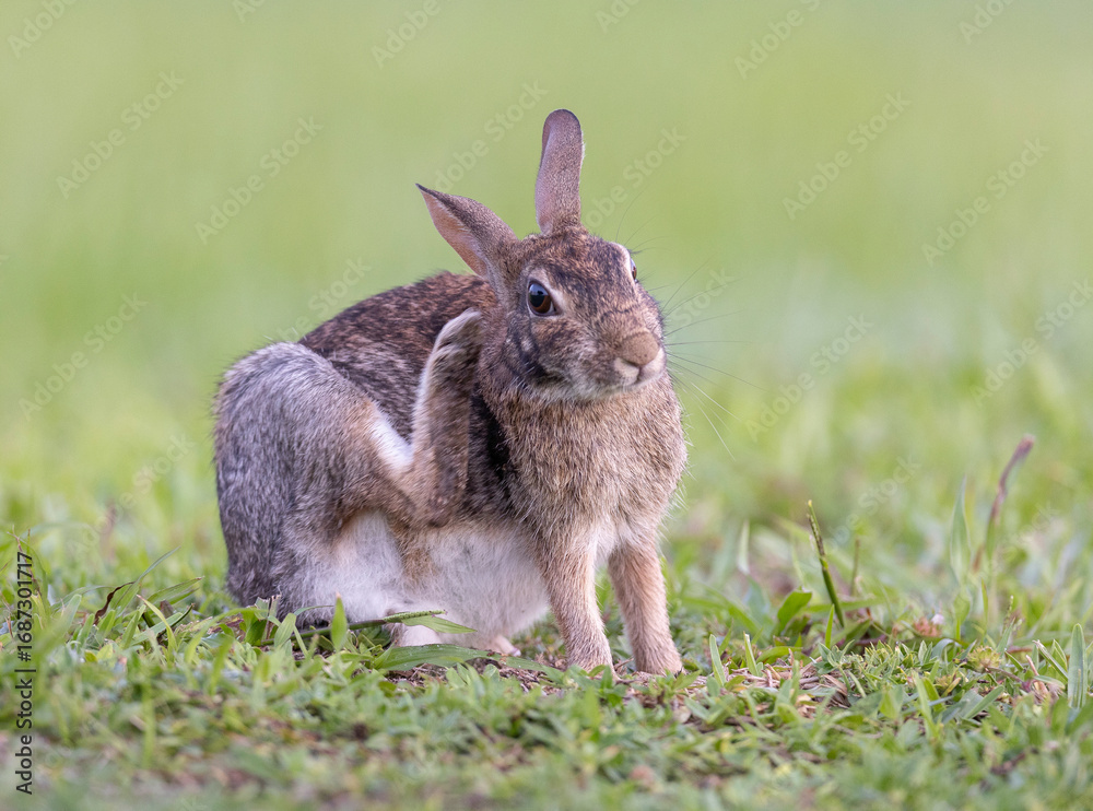 Fototapeta premium Eastern cottontail scratching face