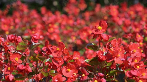 Beautiful wax begonia (begonia semperflorens) flowers.
