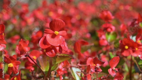 Beautiful wax begonia (begonia semperflorens) flowers.