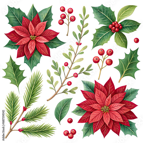 Collection of watercolor christmas botanical elements including poinsettias holly berries and pine branches isolated on transparent background