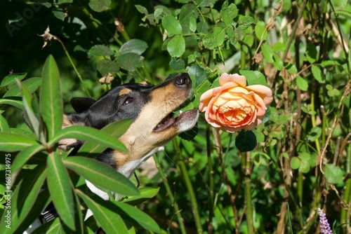 Ein kleiner spanischer Ratonero richt an einer Rose
