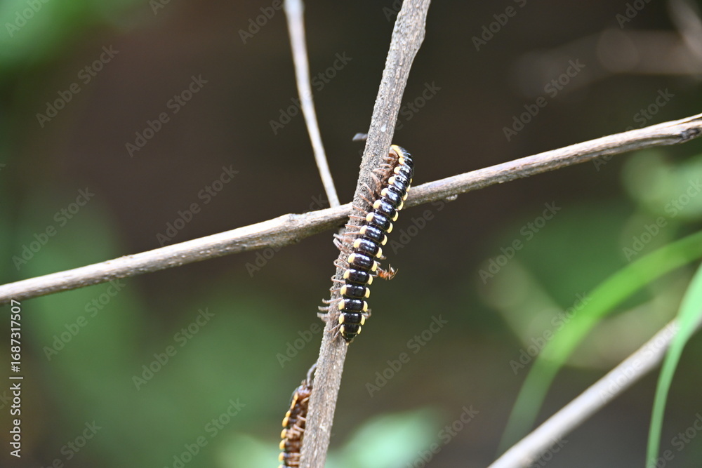Fototapeta premium Harpaphe haydeniana millipede. Its common names &nbsp;yellow spotted millipede,&nbsp;almond scented millipede and &nbsp;cyanide millipede. This is a species of&nbsp;polydesmidan&nbsp;or flat-backed millipede.