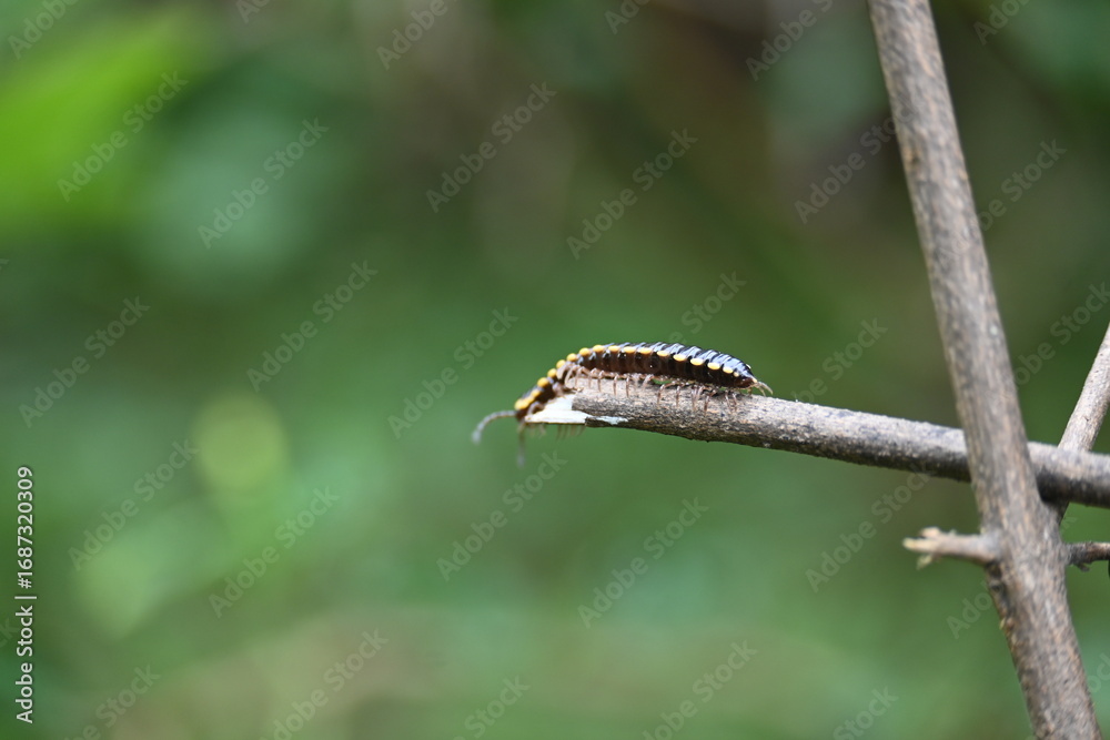 Fototapeta premium Harpaphe haydeniana millipede. Its common names &nbsp;yellow spotted millipede,&nbsp;almond scented millipede and &nbsp;cyanide millipede. This is a species of&nbsp;polydesmidan&nbsp;or flat-backed millipede.
