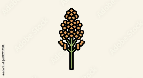 Sorghum bicolor inflorescence on cream background illustrates a field crop. Detailed sorghum bicolor inflorescence has a plant stalk and seeds.