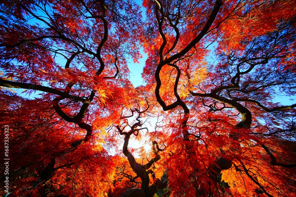 ヤマモミジの紅葉 Stock 写真 | Adobe Stock