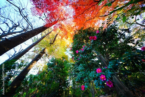 紅葉とサザンカ