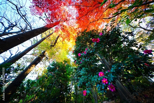 紅葉とサザンカ