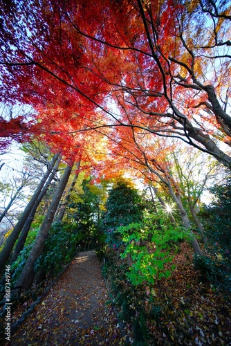 紅葉とサザンカ