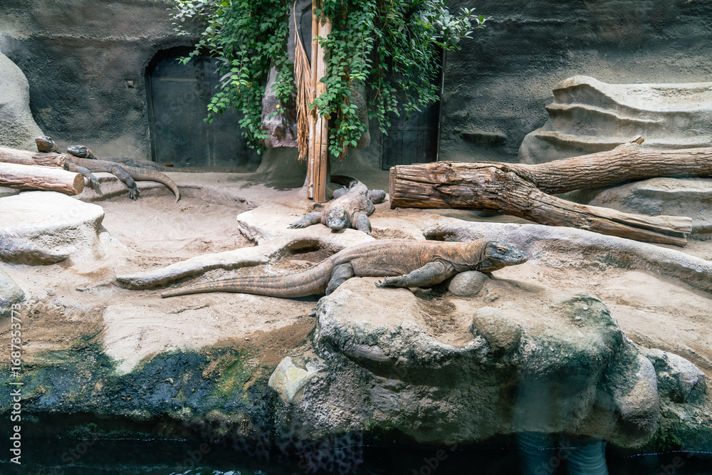 Fototapeta premium Lizards resting in a staged habitat, simulating a tropical environment. Three lizards lounge near a water feature and rock formations.