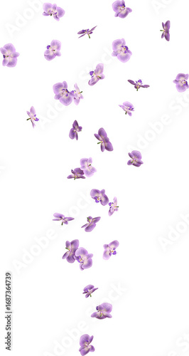 Falling Purple Orchid