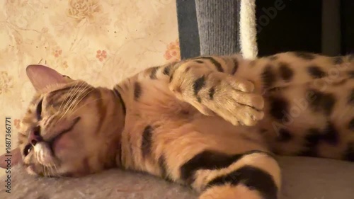 The cat sleeps in a strange position