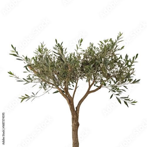 Peaceful Scene with Olive Tree on Transparent Background

