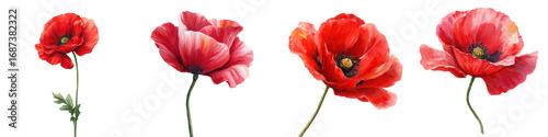 Red poppy flowers symbolize remembrance day with delicate petals and green stems in natural and peaceful arrangement watercolor