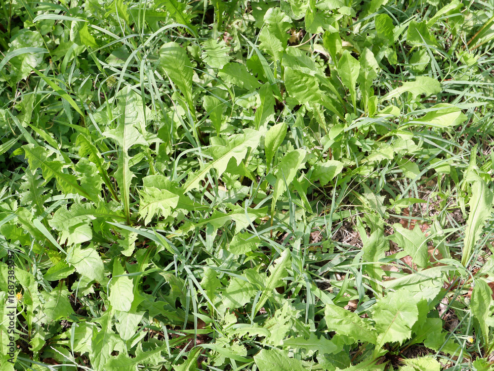 Fototapeta premium green meadow background