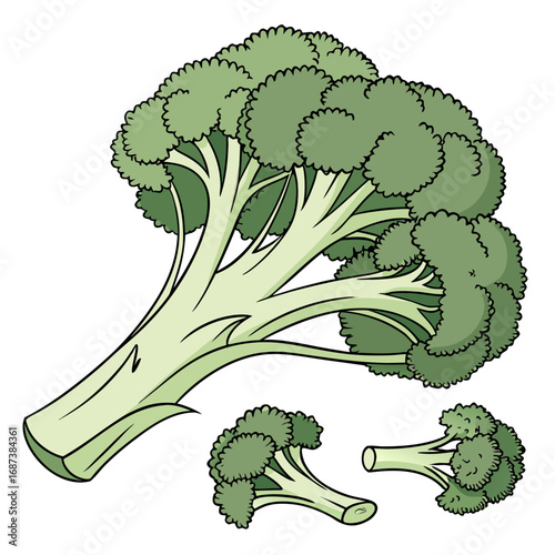Vibrant green broccoli illustration, depicting a fresh whole head and individual florets. Perfect for promoting healthy eating, nutrition, and food-themed designs