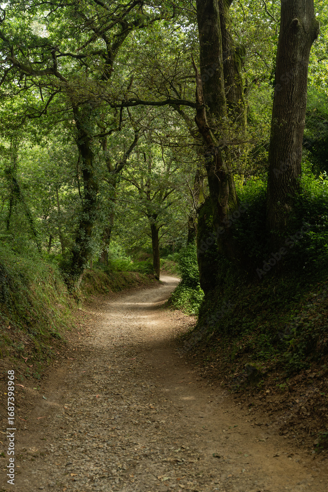 Fototapeta premium Wooded landscape on the Camino de Santiago, Pontevedra, Galicia, Spain