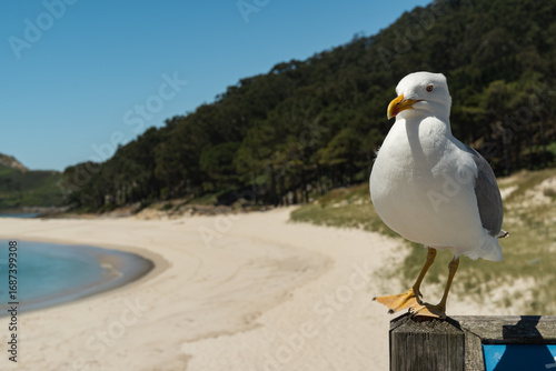 A seagull perched on a tall pole on a beautiful beach of fine white sand with a deep blue sea on the Cies Islands, Spain.