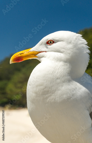 large gull with an orange beak, light-colored eyes, and very large