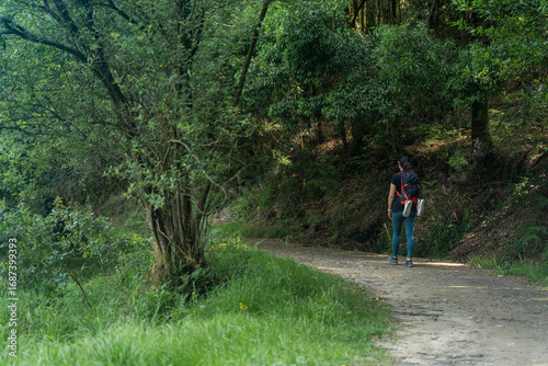 Woman walking along the Camino de Santiago trail in Galicia, Spain. It is a wooded area with large trees and paths running through it. Beautiful.
