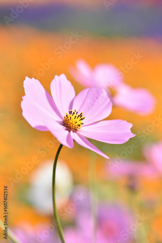 ピンクのコスモスの花のクローズアップ　オレンジ色の背景
